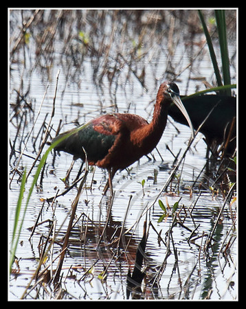 Glossy Ibis