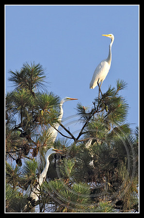Three in a tree