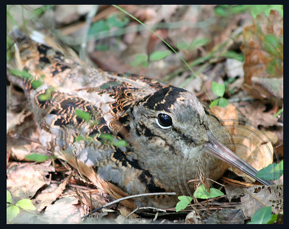 Camouflage