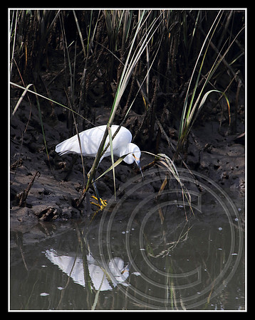 Searching in the creek