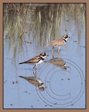 A pair reflected