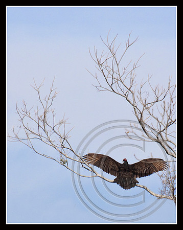 Stretching wings