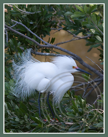 Feathers!