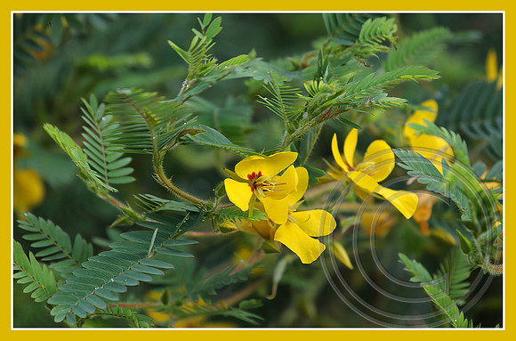 Partridge Pea flowers
