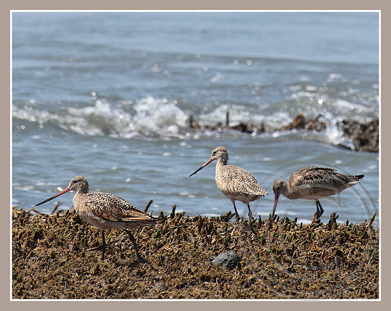 Marbled Godwit trio