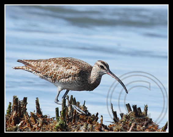 Whimbrel