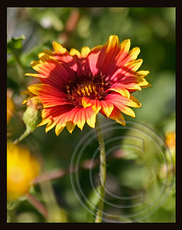 Firewheel