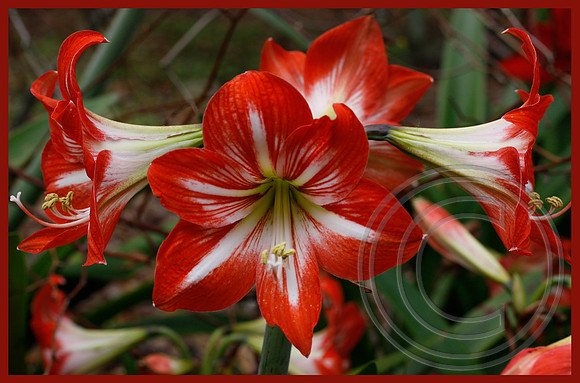 Amaryllis
