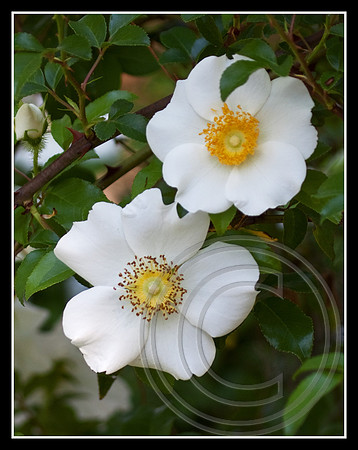 Cherokee Rose