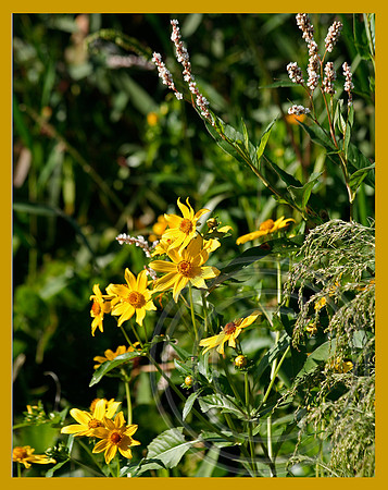 Camphorweed
