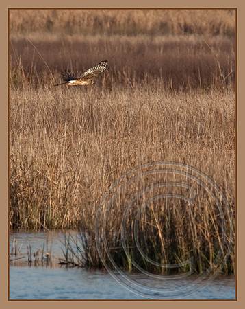 A marsh hunt