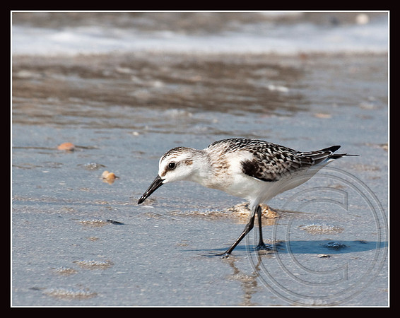 Sanderling