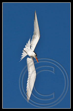 Graceful flight