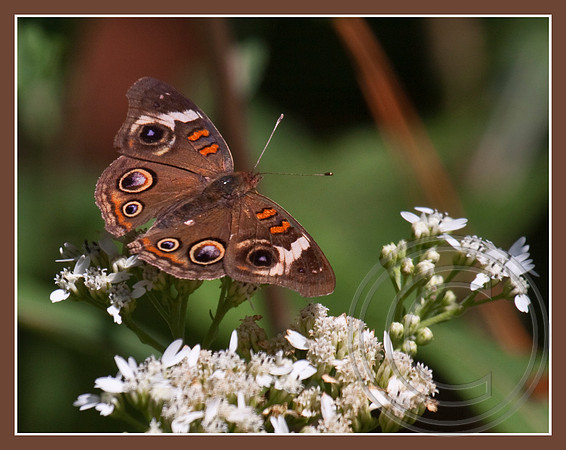 Buckeye on Tickweed
