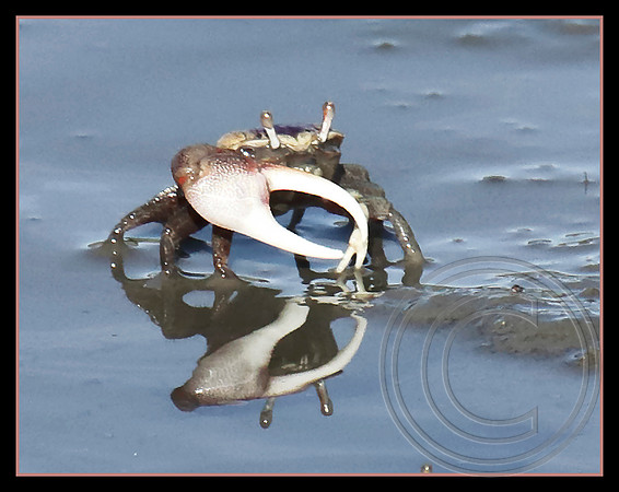 A Mud-Fiddler Crab