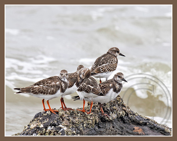 A gathering of Rudy Turnstones