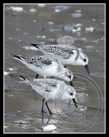 A trio