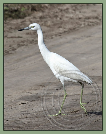 A juvenile Little Blue Heron