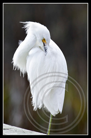Bashful?