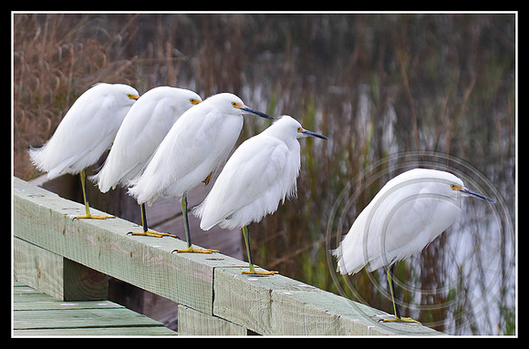 A line up