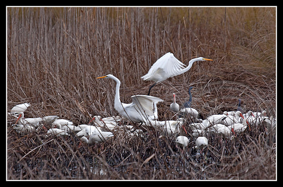 Group feed