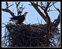 Checking the nest