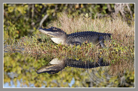 An imposing Alligator
