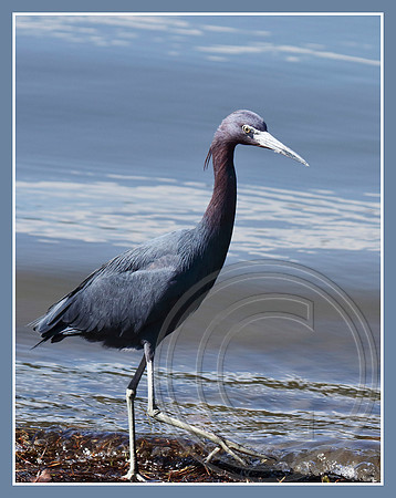Little Blue Heron
