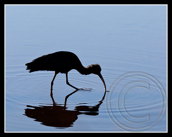 Glossy Ibis