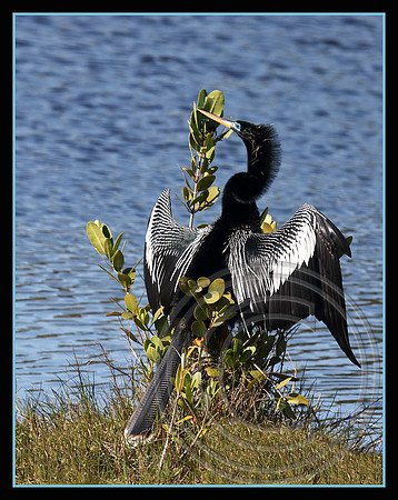 Wings out to dry