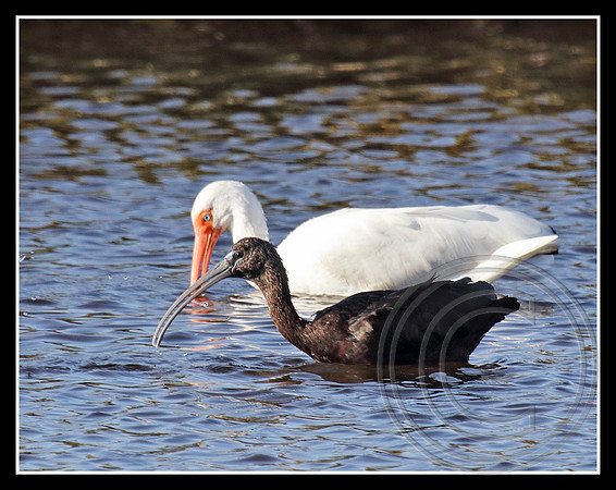 Glossy and White Ibis compared