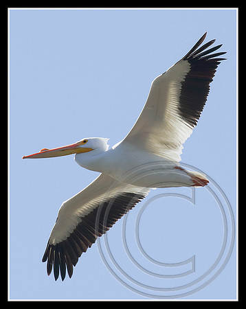 Fly by
