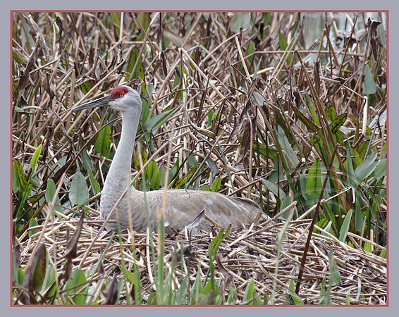 Sandhill Crane
