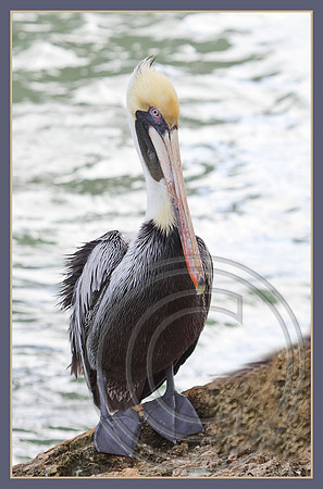 Big webbed feet