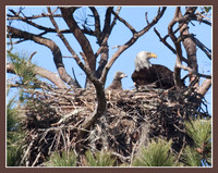 Parent & chick