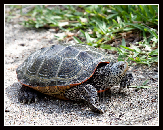 Diamondback Terrapin