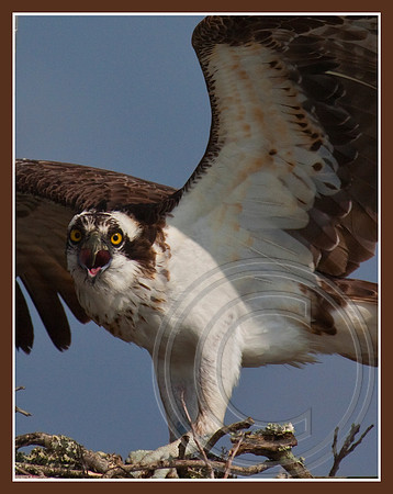 Not a friendly stare!