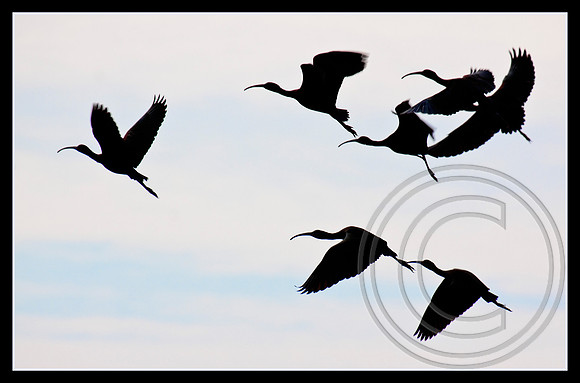 Ibis silhouettes