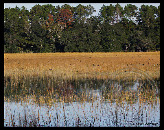 Marsh visitors