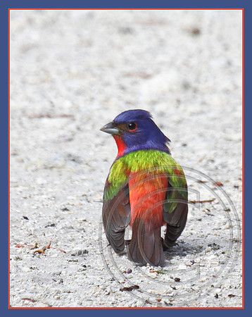 Painted Bunting