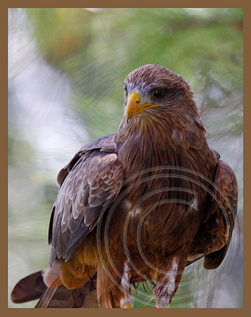 Yellow-billed Kite