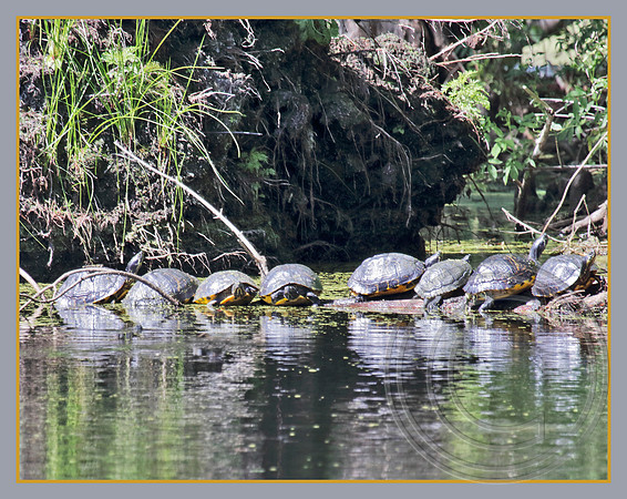 A line-up