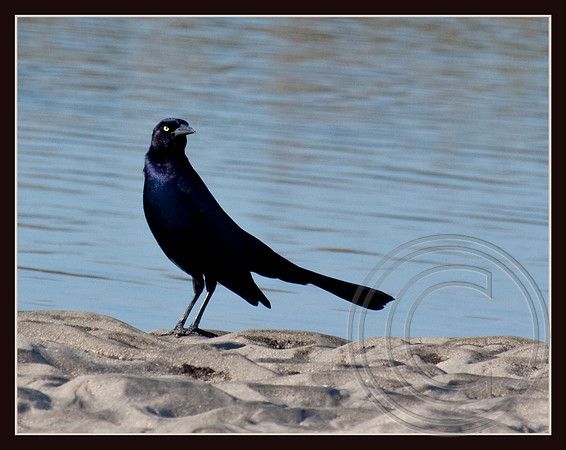Boat-tailed Grackle