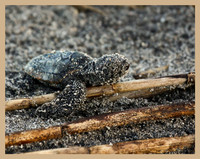 Climbing over the wrack
