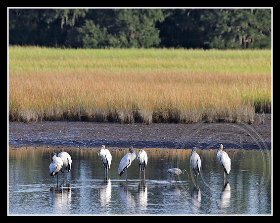 Marsh visitors