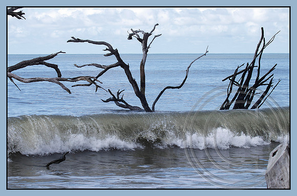 Botany trees and wave