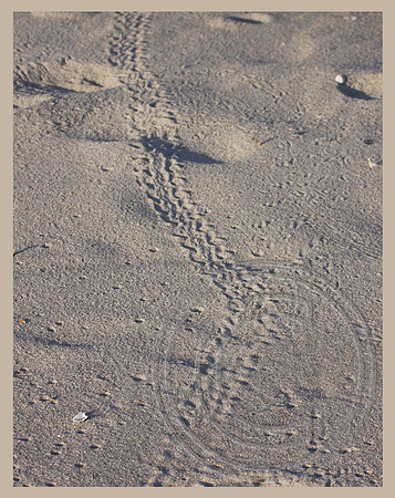 Hatchling track