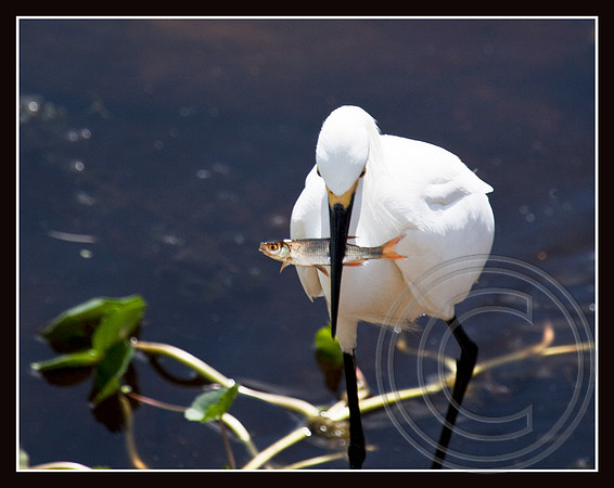 A fresh catch