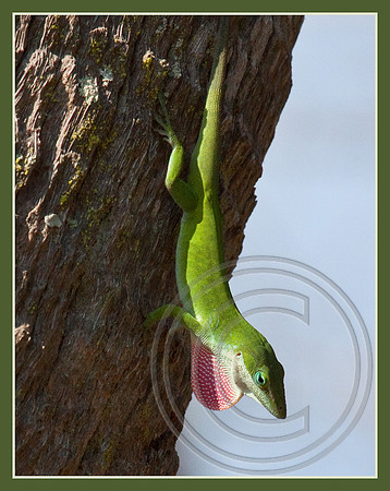 Green Anole
