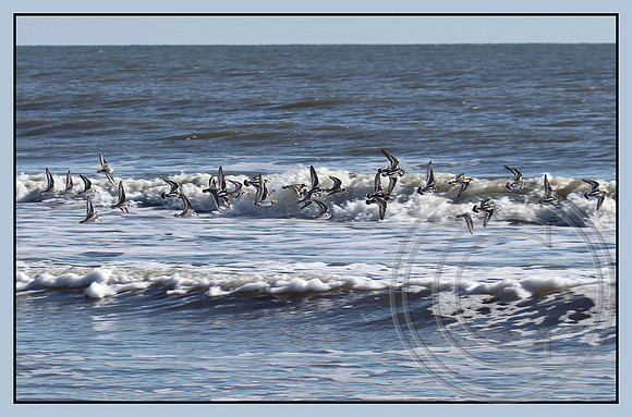 Sanderlings fly with the waves